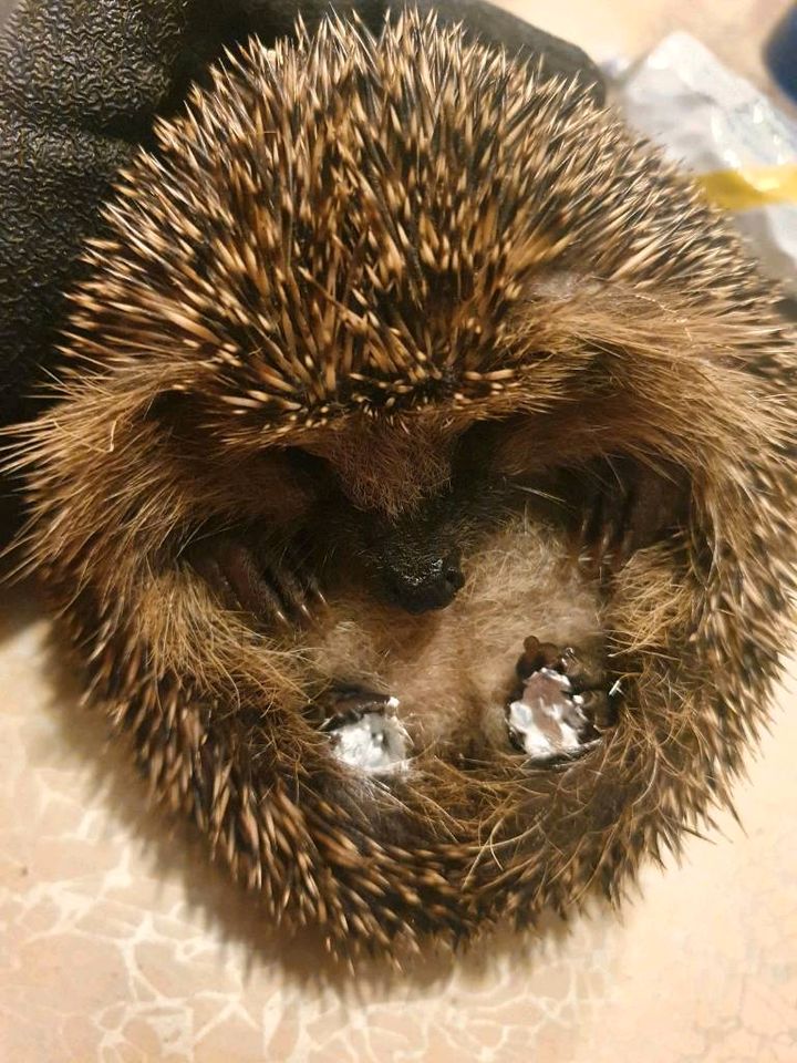 Igel gefunden Igelhilfe Tierhilfe Igelpflege Pflegestelle in Voerde (Niederrhein)