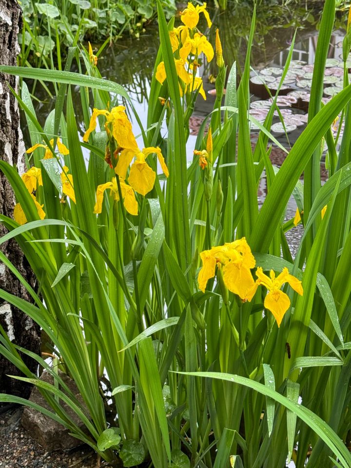 Schwertlilien gelb, groß Sumpfschwertlilie Iris pseudacorus Teich in