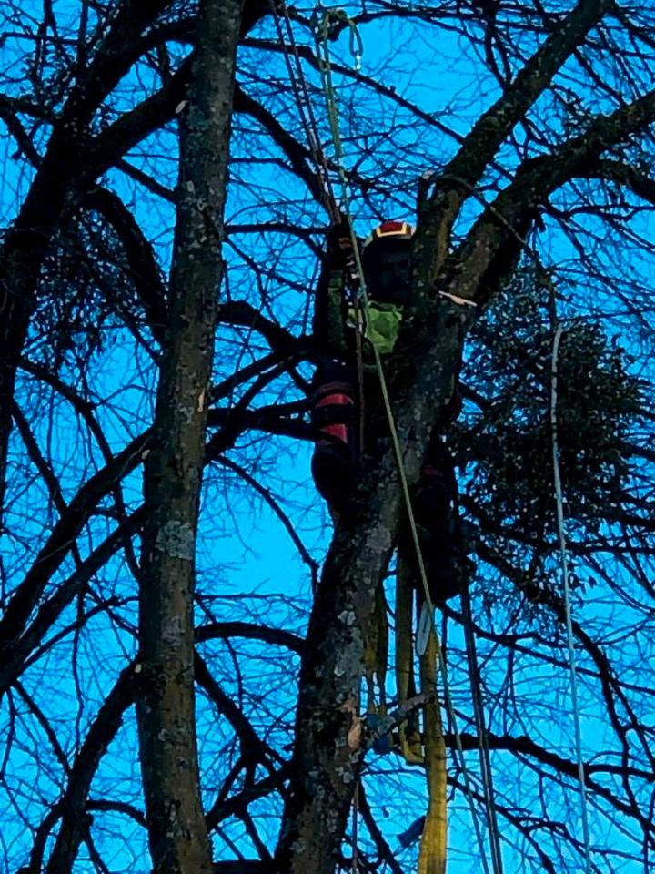 Baumfällung, Baumkletterer, Problemfällung, Baum Abtragen in Peißenberg