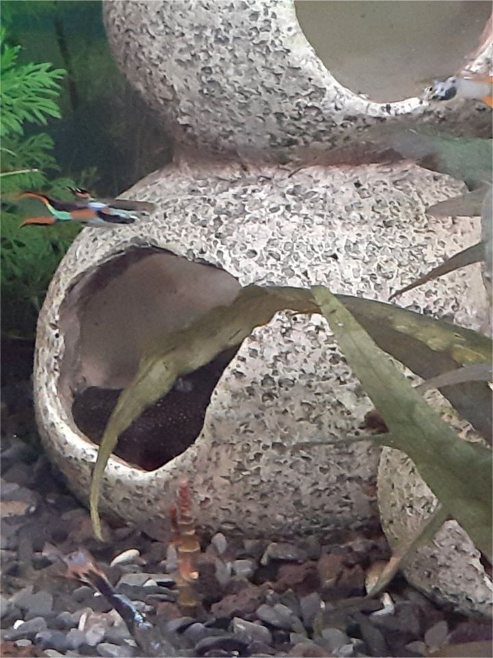 Endler Guppys in Nidderau