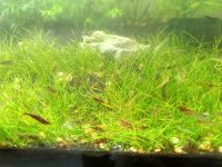 Garnelen Mix für Aquarium 10 Stück für 5 EUR Sachsen - Döbeln Vorschau