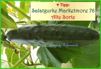 ♥ BIO Salatgurke Marketmore 76 Alte Sorte,Samen,Gurke,Gemüse Eimsbüttel - Hamburg Schnelsen Vorschau