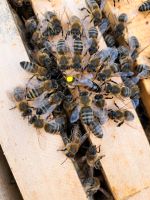 Bienen Bienenableger Bienenkönigin Niedersachsen - Aerzen Vorschau