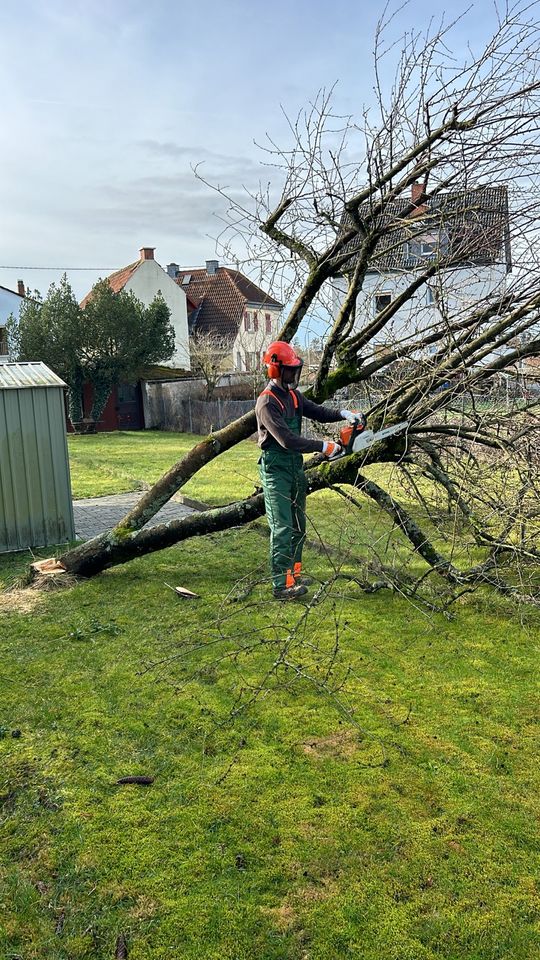 Baum Fällung , Hecke schneiden ,  Pflegeschnitte , Säuberung in Nidda