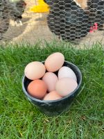 Eier zum verkaufen Bayern - Roding Vorschau