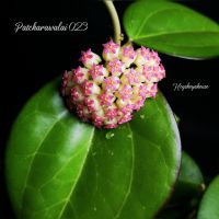 ☘️❤️ HOYA PATCHARAWALAI 023 (ex. Icensis) DUFTHOYA ❤️☘️ Chemnitz - Klaffenbach Vorschau