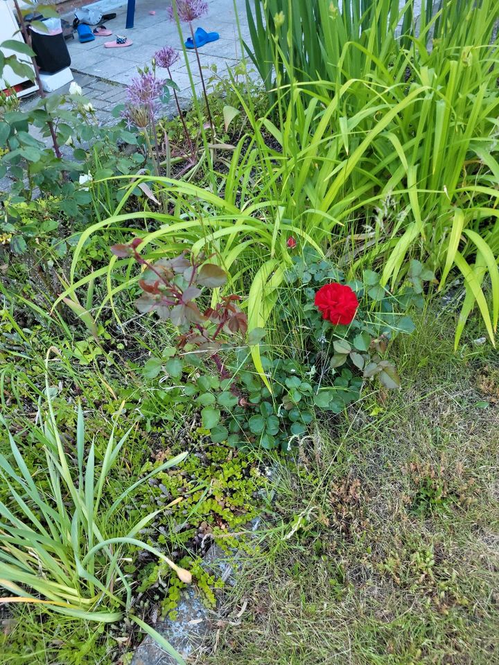 Rosen abzugeben in Hildesheim