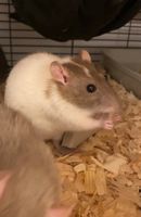 Menschenbezogene Ratten suchen liebevolles Zuhause Hannover - Südstadt-Bult Vorschau