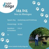 SQR DOG Hundetraining Hundebeschäftigung Hessen - Eltville Vorschau