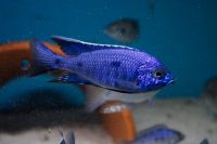 Copadichromis Azureus Malawi Buntbarsche nonmbuna Rheinland-Pfalz - Eppelsheim Vorschau