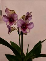 # # # Orchideen --- Dendrobium, Epidendrum, Colmanara uvm # # # Sachsen - Frohburg Vorschau