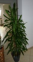 Palme 180 cm groß mit Topf und neuer Blumenerde Bochum - Bochum-Mitte Vorschau