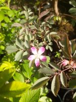 Hechtrose pink blühend, Wildrose Nordrhein-Westfalen - Simmerath Vorschau