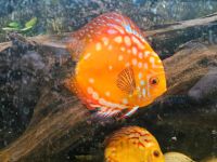 Aquarium Fisch / Zierfische Stendker Diskus - 9 Stück Schleswig-Holstein - Bargteheide Vorschau