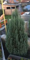 Thuja Pflanze Bayern - Igensdorf Vorschau