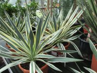 Gartenyucca, winterharte Yucca variegata Rheinland-Pfalz - Lingenfeld Vorschau