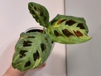 Maranta leuconeura kerchoveana variegata Baden-Württemberg - Fellbach Vorschau