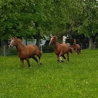 Pferdefreund /in   gesucht Bayern - Pfronten Vorschau