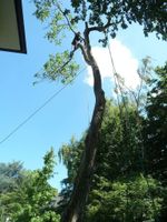 Baum Baumpflege Baumfällung Risikofällung Sturmschäden Köln - Rodenkirchen Vorschau