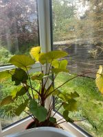 Große wunderschöne Zimmerpflanze Homalomena Nordrhein-Westfalen - Kürten Vorschau