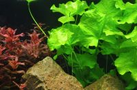 Nymphoides hydrophylla 'Taiwan' 6,99€* - Invitro Aquarienpflanze Saarland - Püttlingen Vorschau