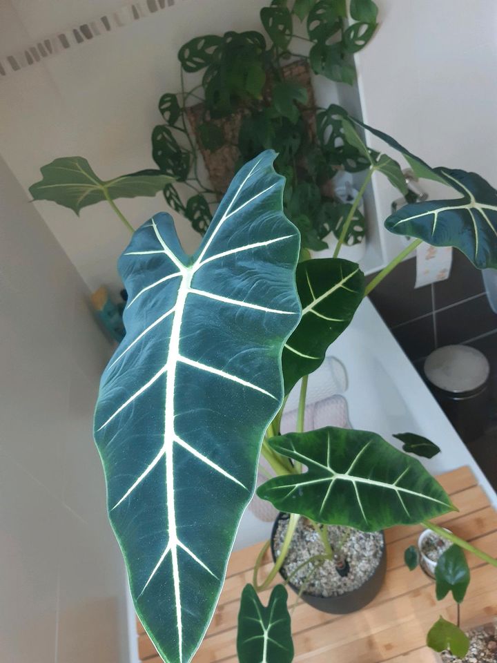 Alocasia Frydek in Magdeburg