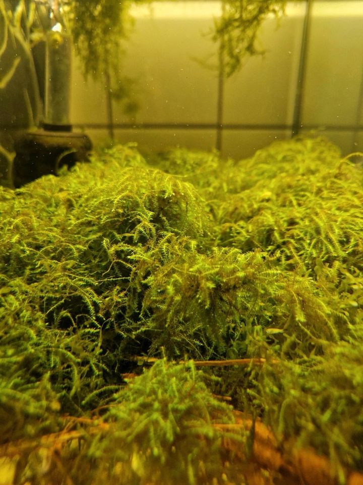Aquarium Moos Pflanze Mix in Reutlingen