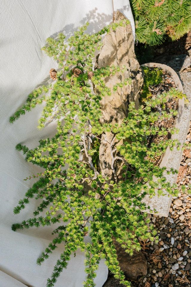 Lärche Bonsai in Nörvenich