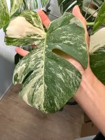 Monstera albo variegata Ableger Duisburg - Duisburg-Süd Vorschau