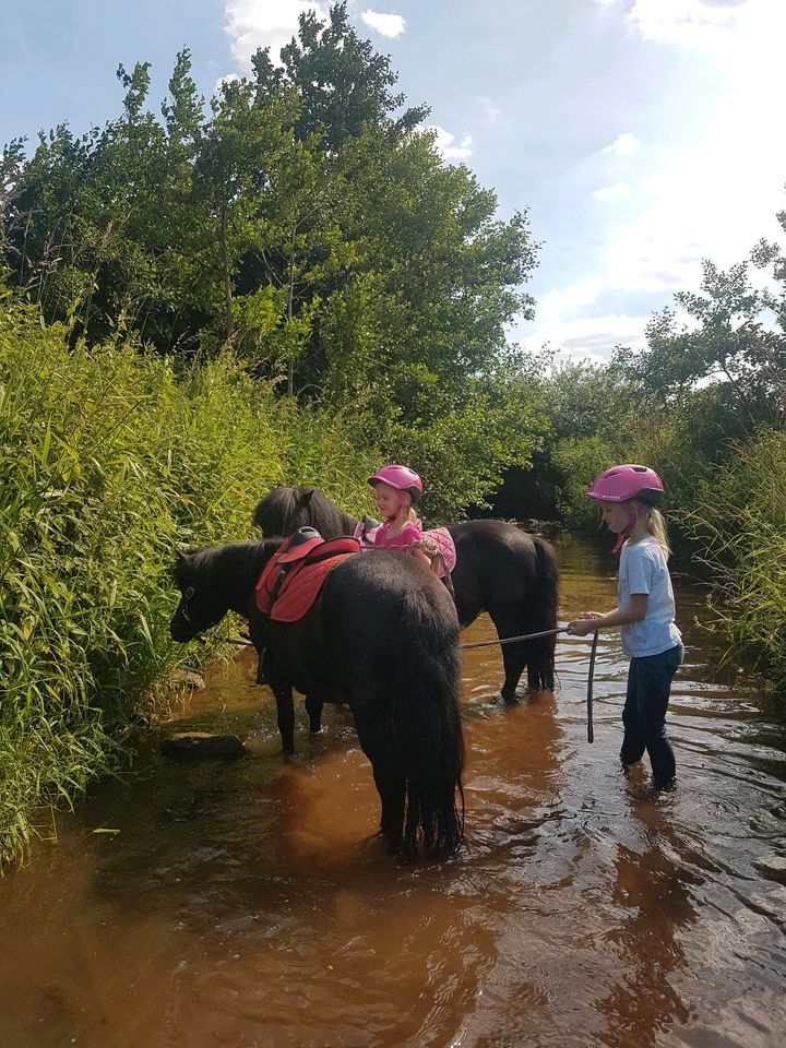 Ponyführerschein, reiten, Pony, Shetty, Unterricht in Erftstadt