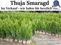 Thuja Smaragd Hecke Lebensbaum 140-160 cm - Beste Qualität! Sachsen-Anhalt - Kamern Vorschau
