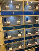 4x Graf Zuchtboxen 2x Unterschrank Vögel 400€ heute abholen Schleswig-Holstein - Ahrenshöft Vorschau