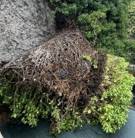 ✳️Grünschnitt Heckenschnitt Gartenschnitt Gartenabfall Grünabfall Essen - Steele Vorschau