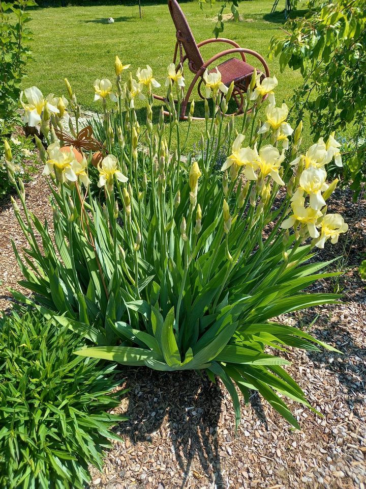 Iris Schwertlilien gelb in Halsenbach