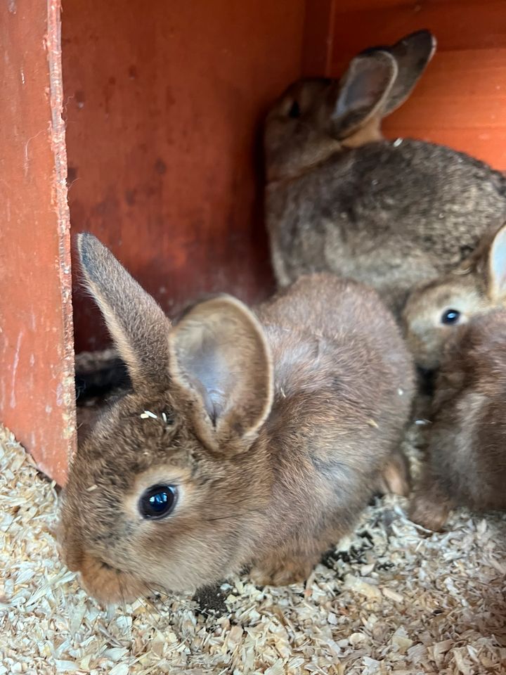 Kaninchen Babys in Adelsheim