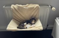 Katzenliege  Katzenbett   Liege Heizung  Katze Sachsen-Anhalt - Zeitz Vorschau