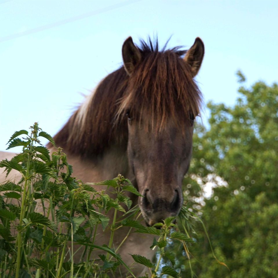 Ausdrucksstarker Konik Wallach 4j Freizeitpferd Pony in Hollfeld