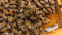 Bienenkönigin Buckfast F1 unbegattet Saarland - St. Ingbert Vorschau