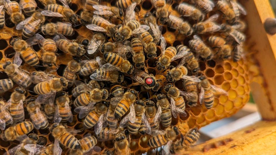 Bienenkönigin Buckfast F1 in St. Ingbert