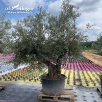 Olivenbaum XL/knorriger Stamm/3 Stämme/alter Olivenbaum Hessen - Rodenbach Vorschau