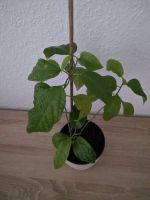 Passionsblume Passiflora 2 / 4 Pflanzen bisher als Zimmerpflanzen Hessen - Langen (Hessen) Vorschau