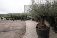 Evergreens.nl, Olivenbaum, Größter Olivenbaum, immergrün Nordrhein-Westfalen - Nettetal Vorschau