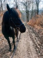 Pflegebeteiligung an 2 Ponys Rheinland-Pfalz - Roxheim Vorschau