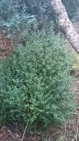Garten ♥ Frühjahr ♥ Buchsbaum ♥Landhaus ♥ groß zu verkaufen Rheinland-Pfalz - Altenkirchen Vorschau