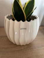 Suche Blumentopf von Tiziano Leipzig - Paunsdorf Vorschau