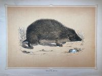 12x Bild Tiere Igel Biber Waschbär ect. vintage zoologisch Hessen - Kassel Vorschau