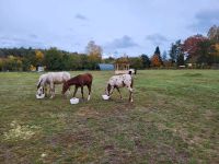 Pony of the Americas - POA Stute Bayern - Büchenbach Vorschau