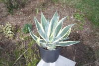 schöne Agave Müritz - Landkreis - Waren (Müritz) Vorschau