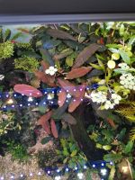 Bucephalandra 'Big blue', Aquariumpflanzen Baden-Württemberg - Wannweil Vorschau