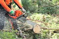 Entfernung von Gefahrenbäumen/Holzernte/Privatwald bewirtschaftun Baden-Württemberg - Nagold Vorschau